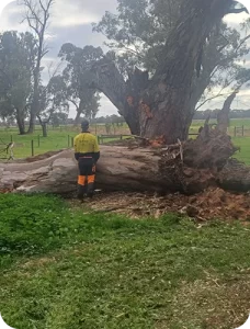 A worker on a small orange Kubota mini-excavator moves a cut log next to a white dump truck in a grassy clearing.