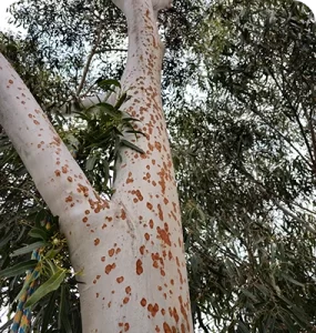 A low-angle shot of a smooth-barked eucalyptus tree, showing white bark with rusty orange spots and green foliage.