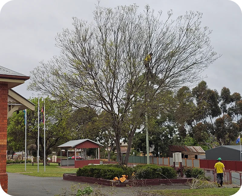 Two-story tan and white houses stand behind a blue swimming pool and tall palm trees on a cloudy day.