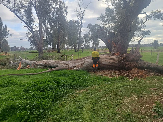 A worker digs a hole around a newly planted sapling on a street curb with a skid steer in the background.